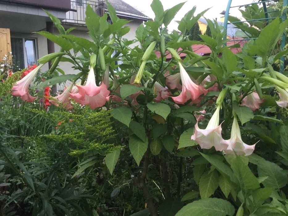 Дурман Бругмансія