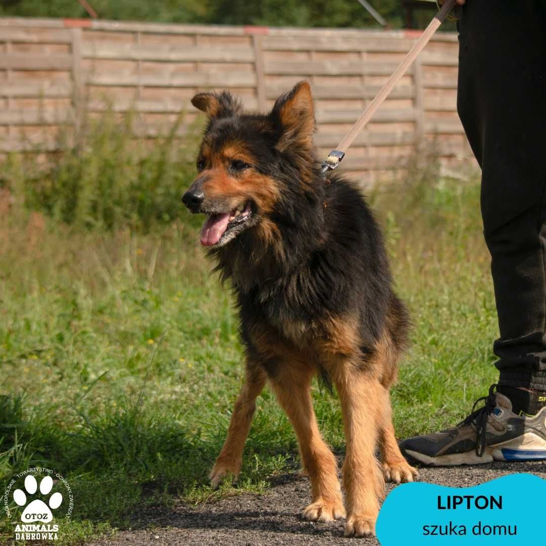 Lipton szuka domu