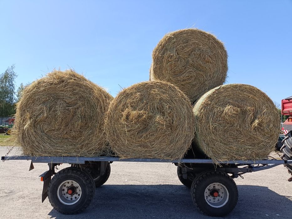 Siano z tegorocznych zbiorów