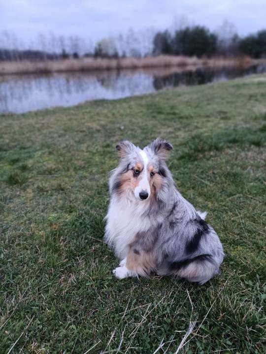 Owczarek szetlandzki, Sheltie, szczeniak PIESEK blue merle FCI