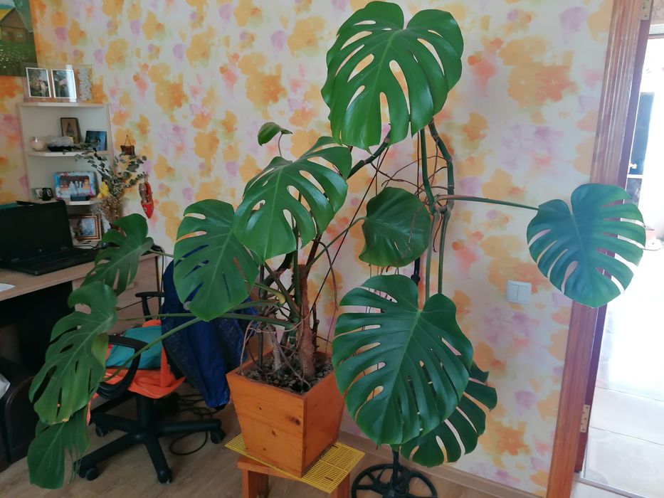 Продам гарну, доглянуту  Манстера