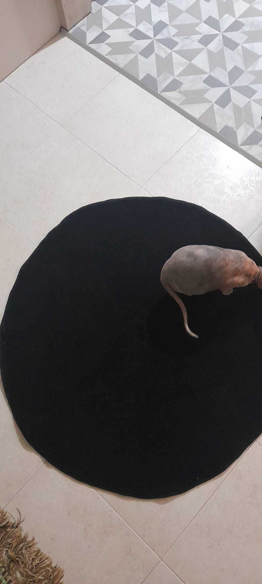 tapete redondo novo