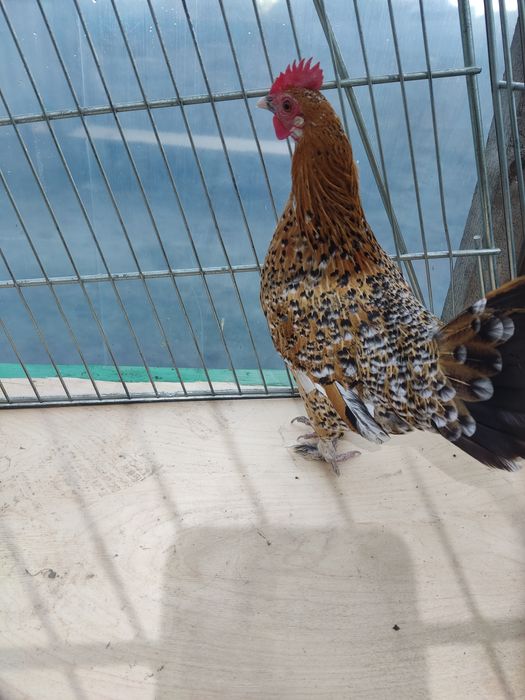 Декоративні кури