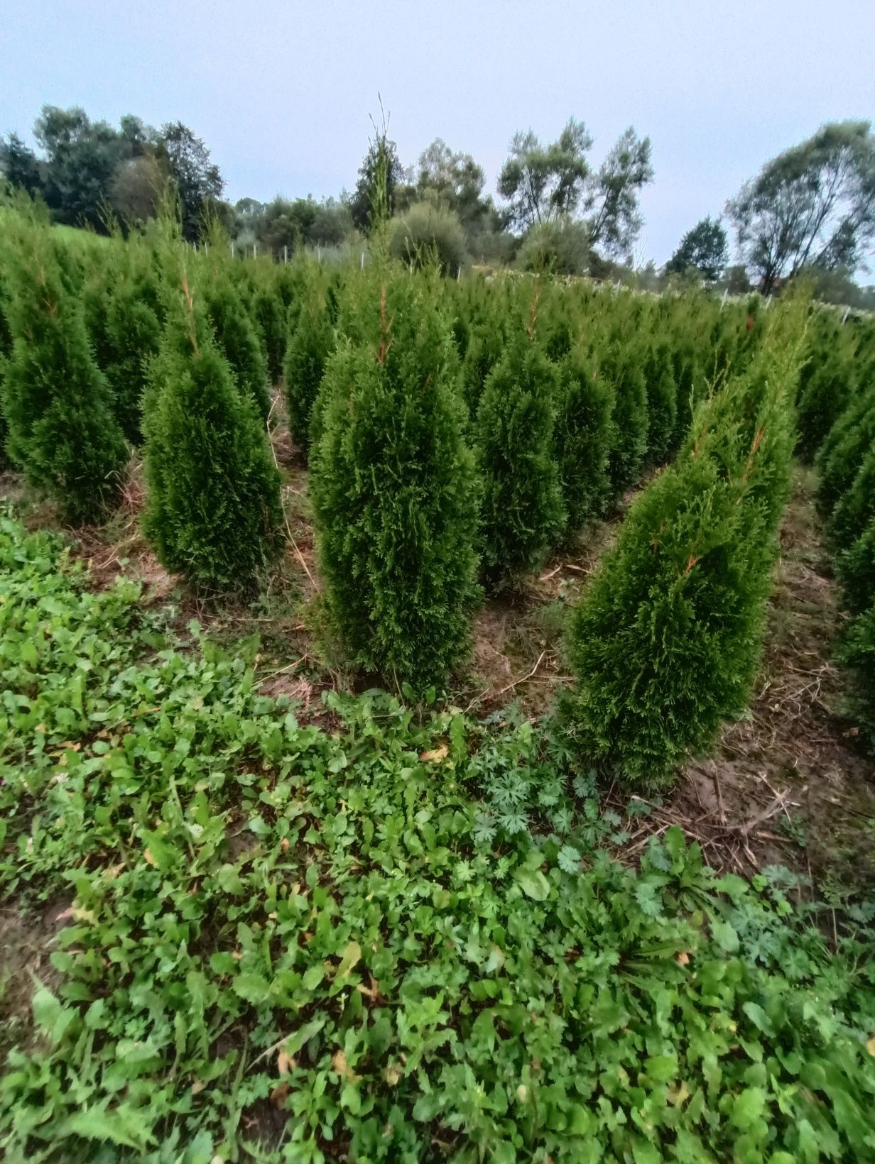 Tuja  thuja tuje szmaragd 130 cm