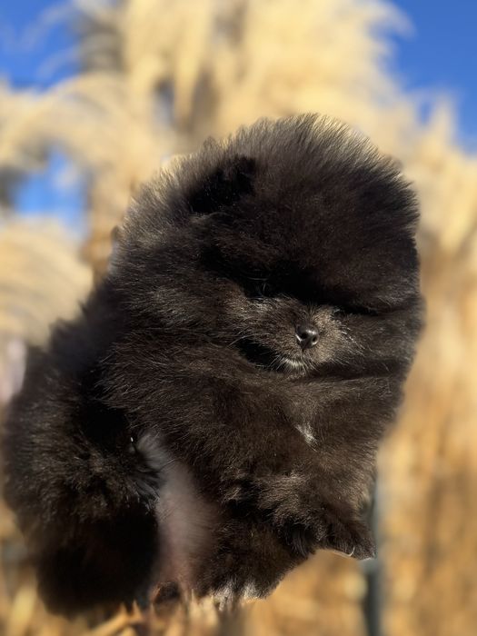 Szpic miniaturowy pomeranian