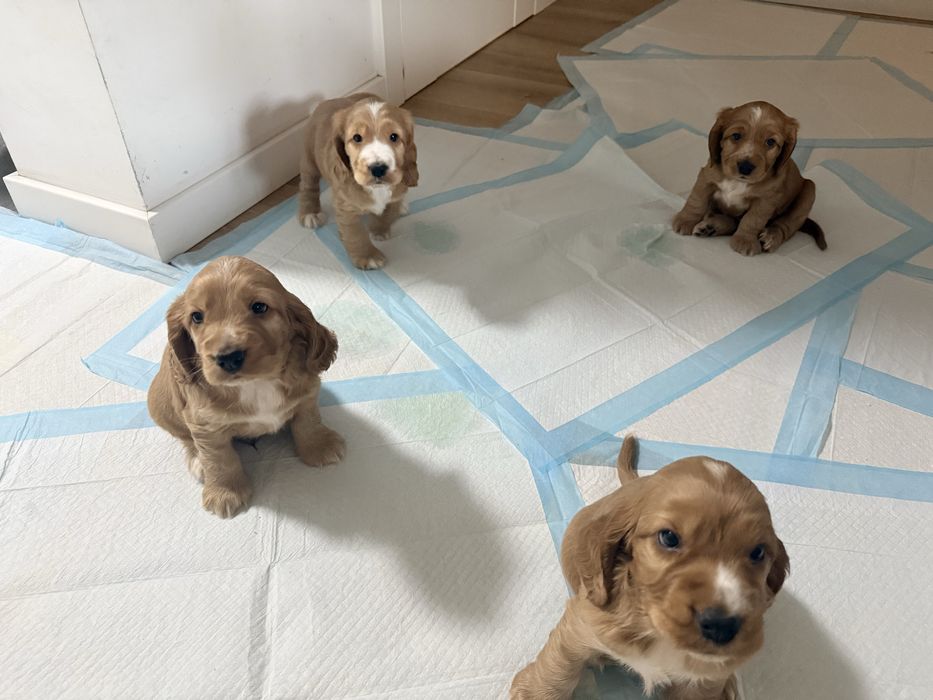 Cocker Spaniel angielski