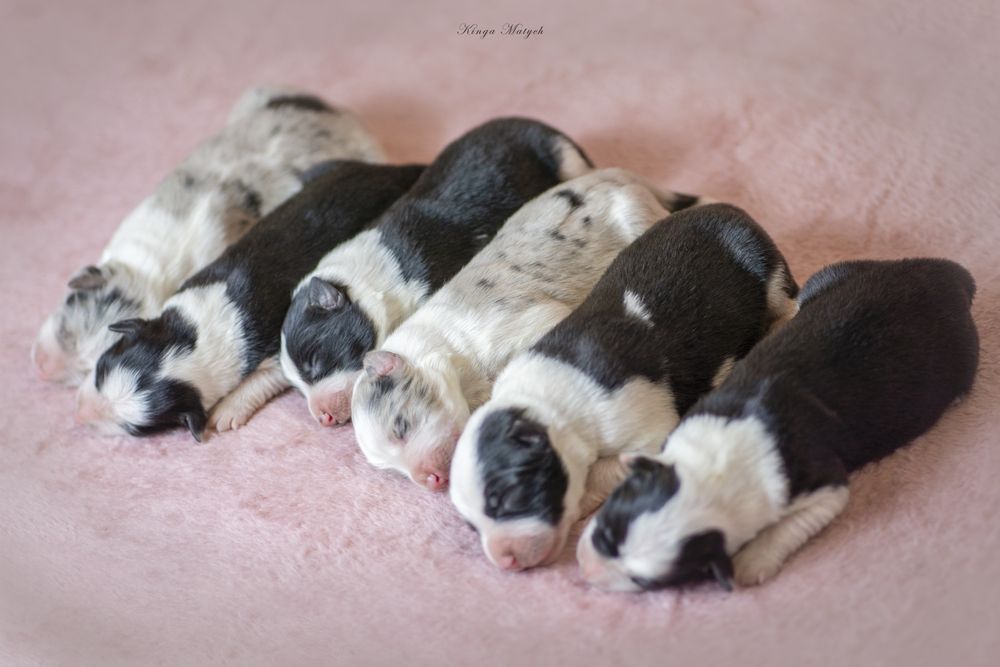 Chłopiec czarno-biały /badania genetyczne/RTG/