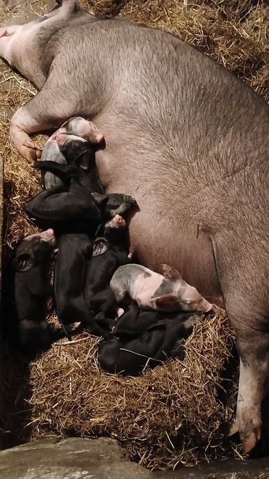 Leitões para assar  ou criar