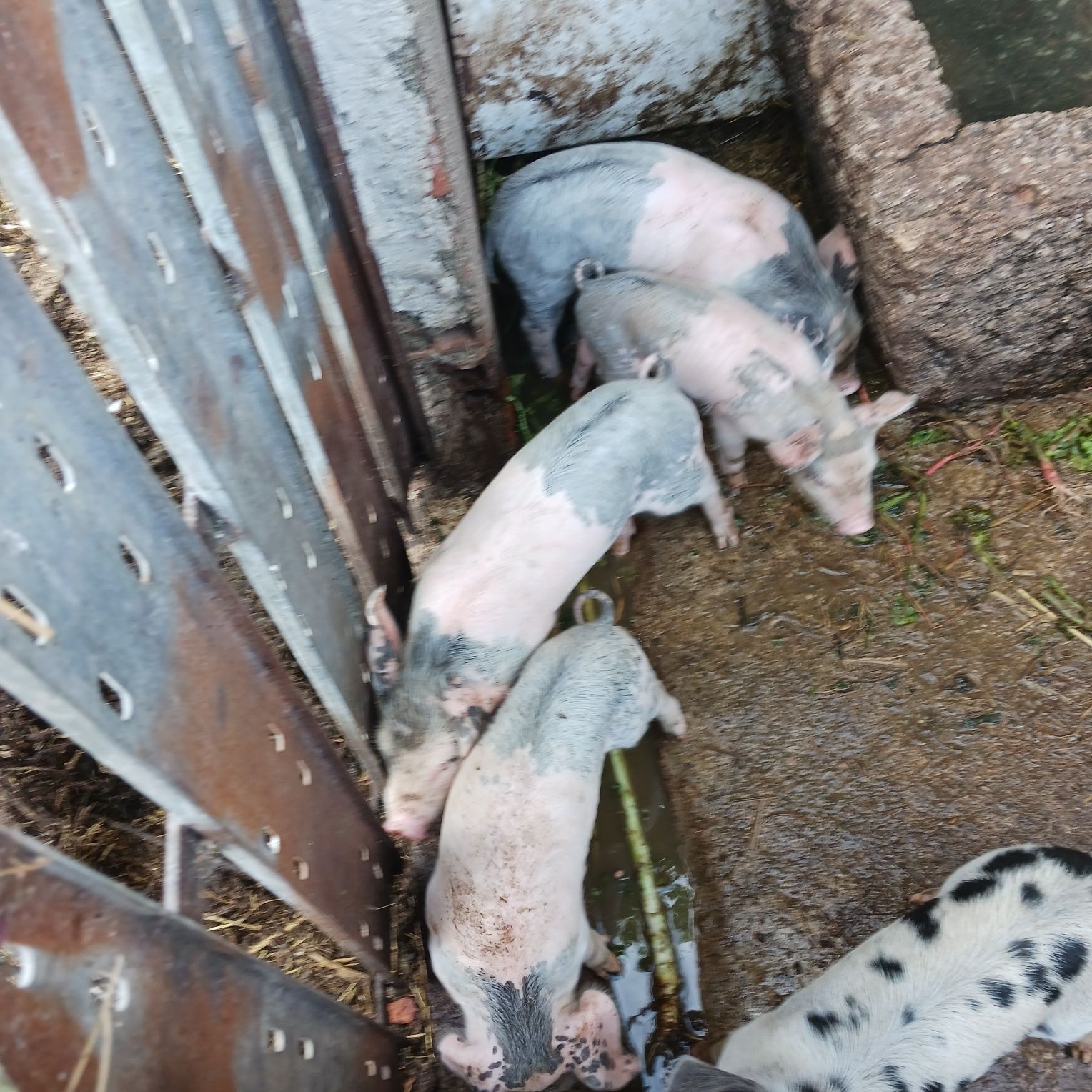 Leitões para assar ou para criar