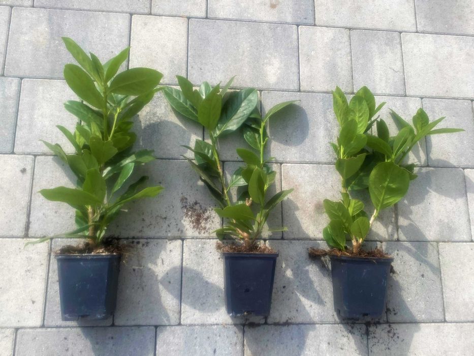Laurowiśnia wschodnia! 50,80,100,150cm! Novita Rotundifolia! Sadzimy!
