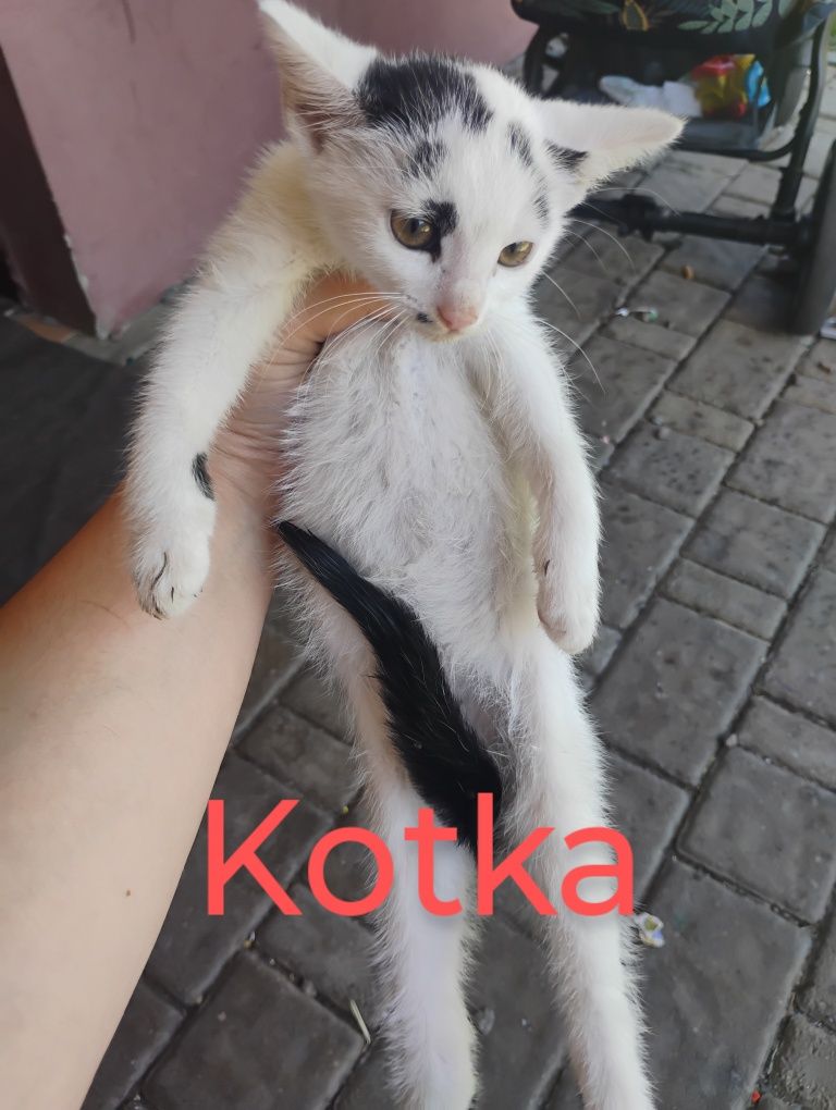 Oddam koty (kocur i kotka)