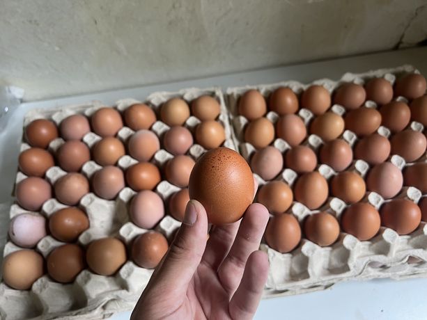 Яйця опт ( домашні )