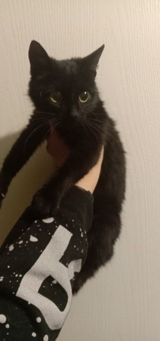 Котенок в хорошие руки. Кошка. Котята даром. Кошечка. Бесплатно