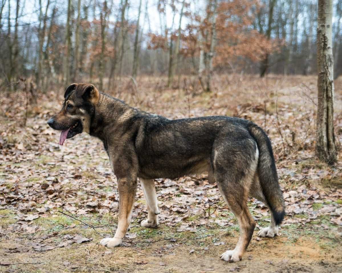 Igor poleca się do adopcji