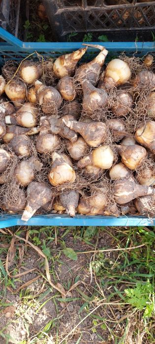 Луковицы нарцисса трубчатого