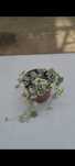 Ceropegia Woodi Variegata 9cm, sukulent, roślina doniczkowa