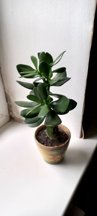 Грошове дерево.Толстянка.