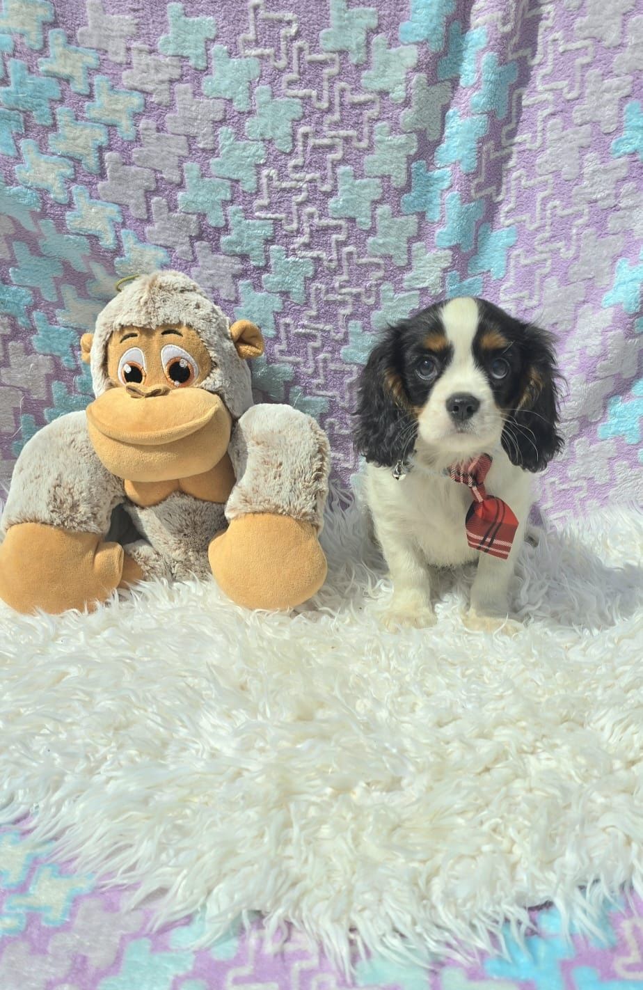 Cavalier King Charles Spaniel Macho