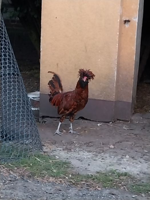 Kurki kogut czubatki