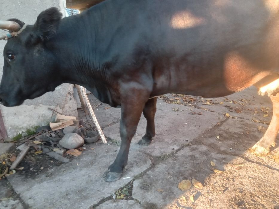 Продам добру молоду корову