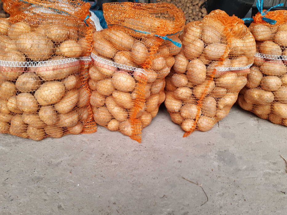 Ziemniaki Owacja Denar Rima Jadalne Paszowe Marchew Buraki na oborniku