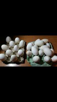 Jaja lęgowe  jajka gęsie gęsi zdrowe ekologiczne