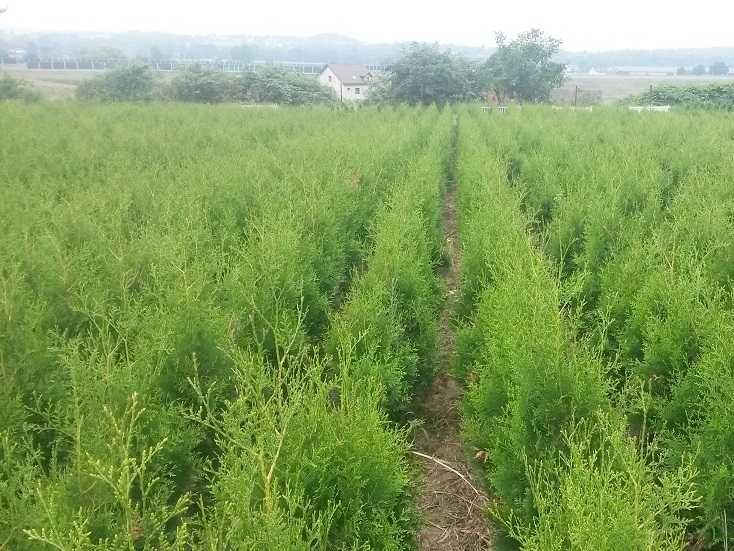 Thuja Brabant! 100,120,140,150,160 cm! Sadzimy! Dostawa! Tuja, tuje!
