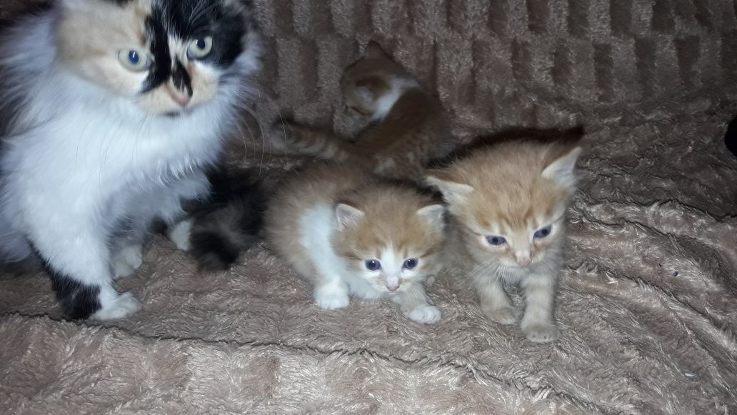 Котики кошенятя рижики кіт киця