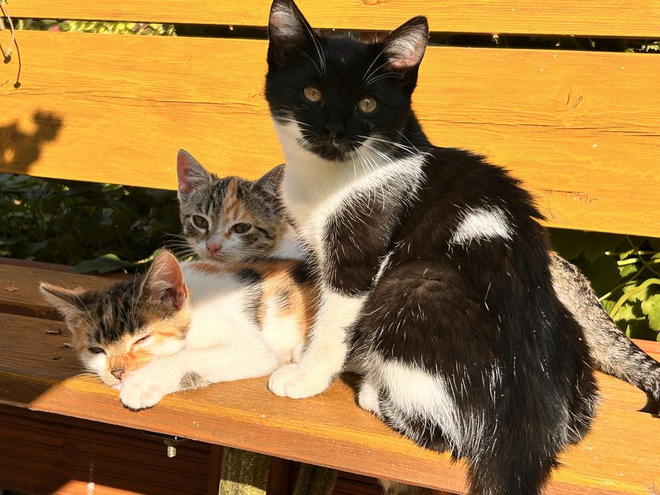 Oddam kotę w dobre ręce