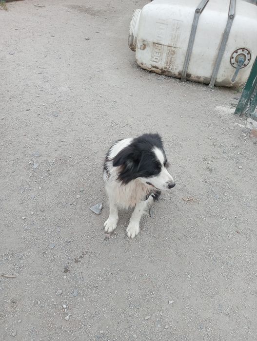 Border collie macho