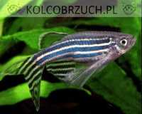 Danio pręgowany - Brachydanio zebra - Pręgowane - dowóz, wysyłka