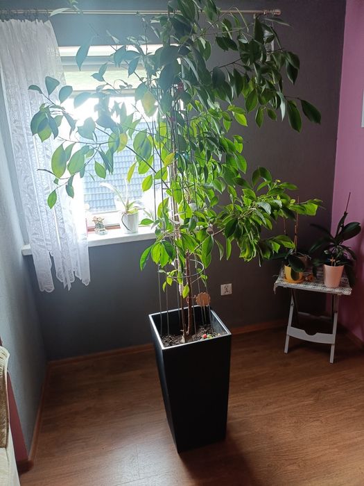 Kwiat na sprzedaż Fikus Beniamin