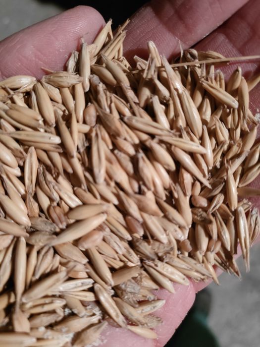 Mieszanka zbożowa owies jęczmień pszenica pszenżyto