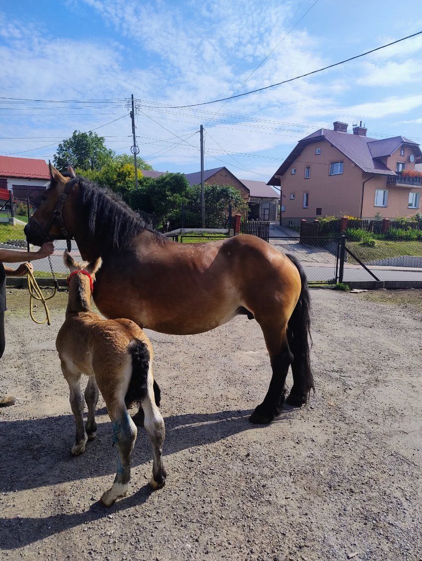 Sprzedam Klacz Zimnokrwistą