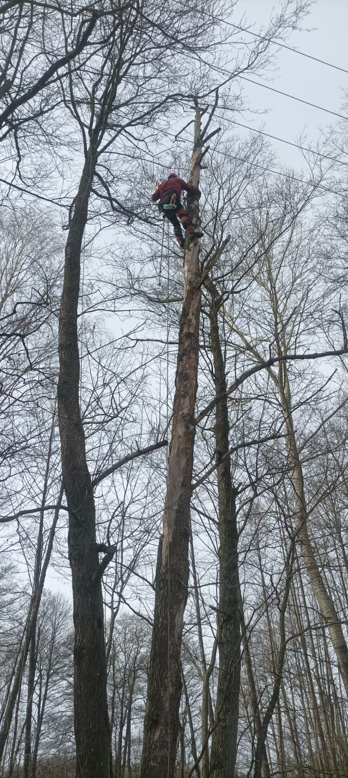 Pielęgnacja i wycinka drzew, tuje.