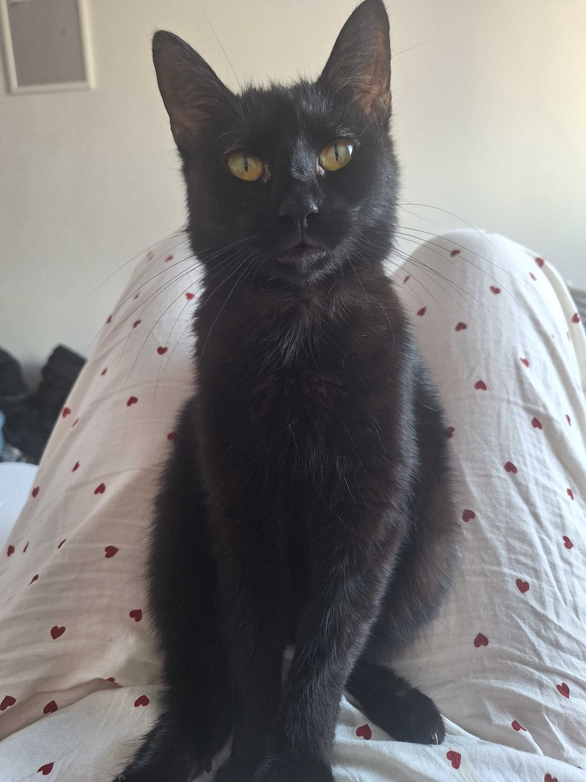 Franusia,miła koteczka czeka na adopcję.
