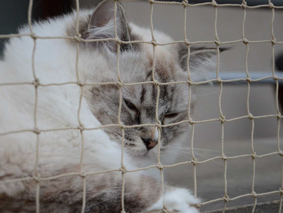 Siatka Dla Kota Balkon Kocia Siatka + Drucik Montaż bez wiercenia 5x3m