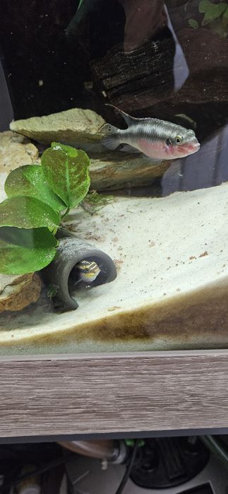 Barwniak czerwonobrzuchy