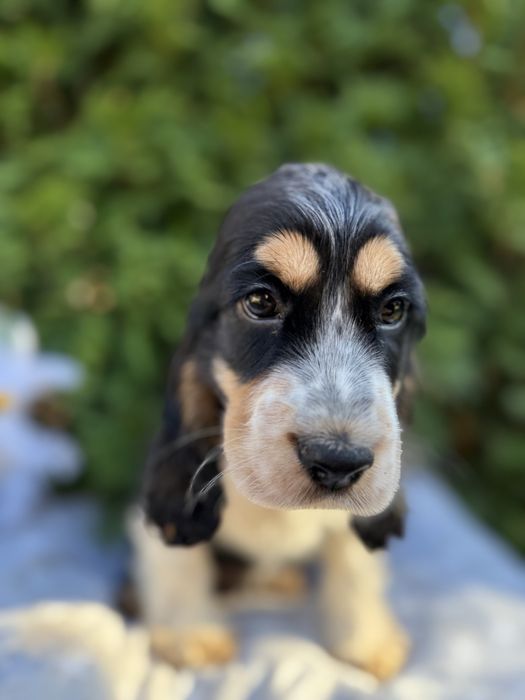 Śliczna sunia Cocker Spaniel Angielski z Rodowodem