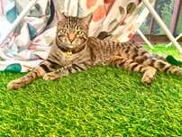 Oddam kotkę rasa ocicat