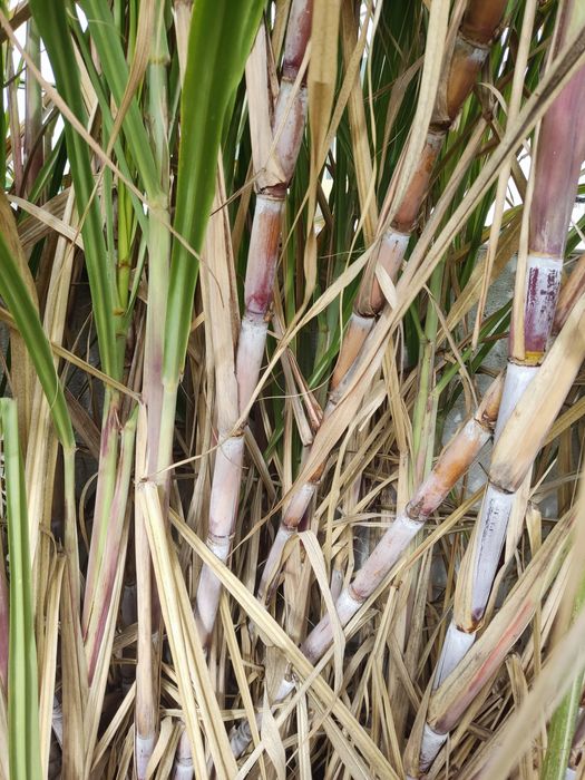 Cana de açúcar em saco