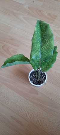 Calathea mozaik zielona