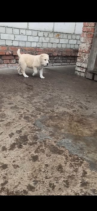 Цуценята середньоазіатської вівчарки, алабай