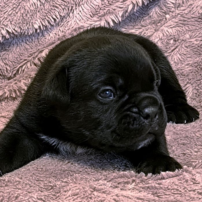 Cane Corso Hodowla San Diego DW