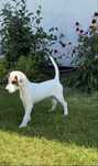 Gotowy do odbioru Parson Russell Terrier samiec