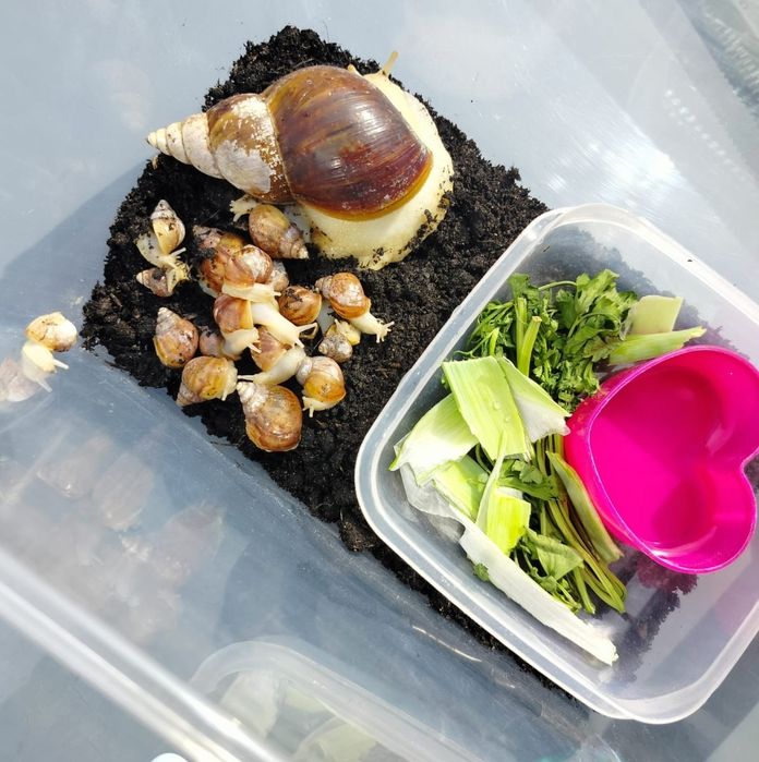 Ślimak afrykański,Ślimaki,Ślimaczki afrykańskie