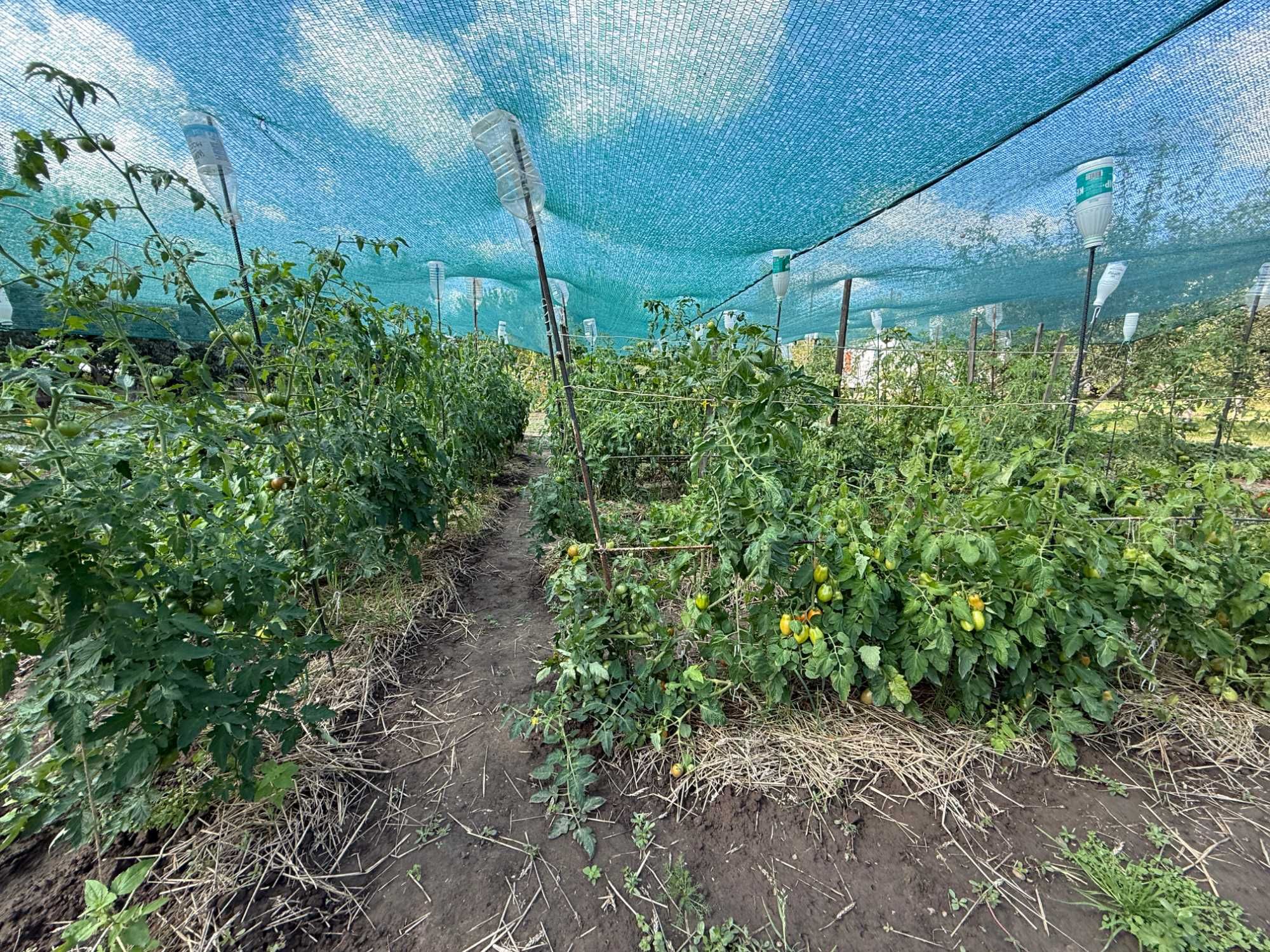 Продам 3 кім будинок в смт Баришівка, Київська область, Є ВІДЕООГЛЯД