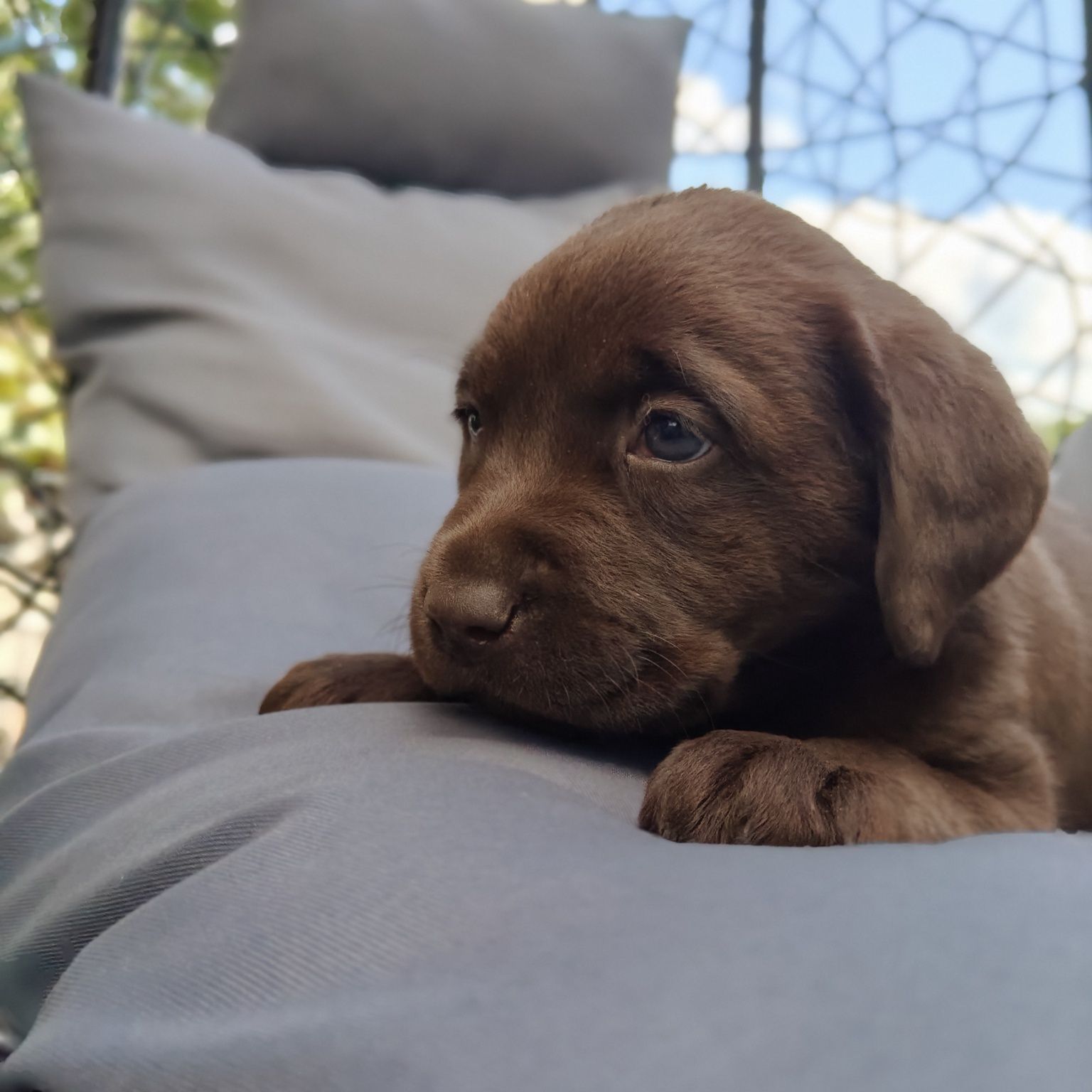 Labrador retriever szczeniak