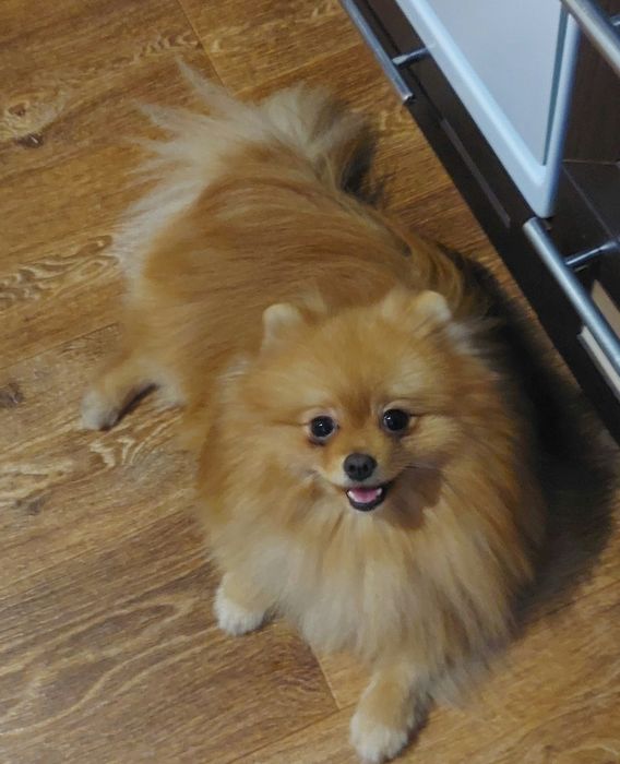 Красивый Шпиц для вязки.