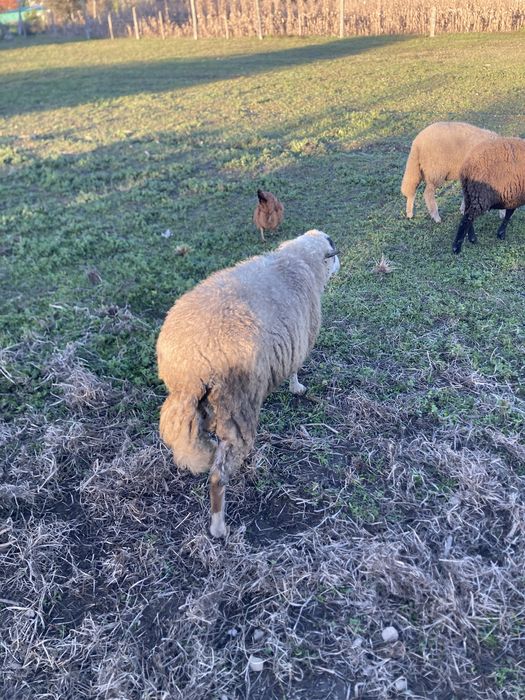 Cordeiro (com menos de 1 ano)